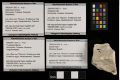 Foto (Objekt + Etiketten) von Decapoda indet. (NHMW-GEO-1990-0041-0067b)